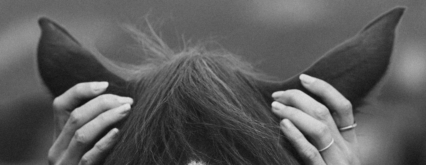 Lea beim Pferdeshiatsu – Hände an den Ohren eines Pferdes